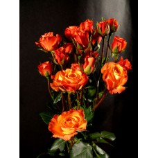 Spray Roses - Mambo
